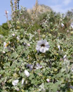 Fotografia 14 da espécie Lavatera maritima no Jardim Botânico UTAD