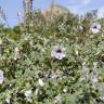 Fotografia 14 da espécie Lavatera maritima do Jardim Botânico UTAD