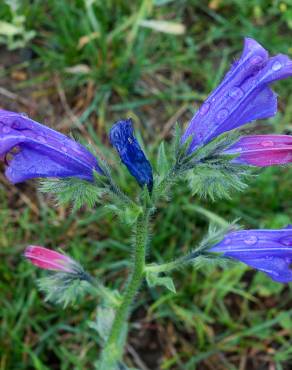 Fotografia 15 da espécie Echium plantagineum no Jardim Botânico UTAD