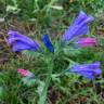 Fotografia 15 da espécie Echium plantagineum do Jardim Botânico UTAD