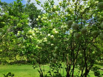 Fotografia da espécie Viburnum opulus