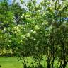 Fotografia 19 da espécie Viburnum opulus do Jardim Botânico UTAD