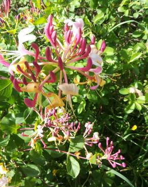 Fotografia 14 da espécie Lonicera etrusca no Jardim Botânico UTAD