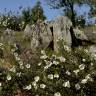 Fotografia 9 da espécie Cistus ladanifer subesp. ladanifer do Jardim Botânico UTAD