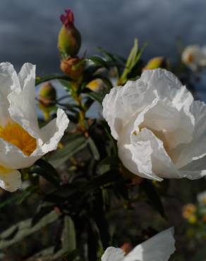 Fotografia 10 da espécie Cistus ladanifer subesp. ladanifer no Jardim Botânico UTAD