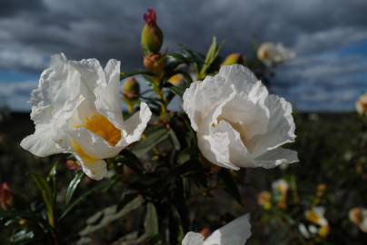 Fotografia da espécie Cistus ladanifer subesp. ladanifer