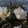 Fotografia 10 da espécie Cistus ladanifer subesp. ladanifer do Jardim Botânico UTAD