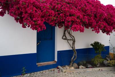 Fotografia da espécie Bougainvillea spectabilis