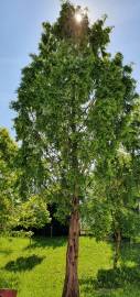 Fotografia da espécie Metasequoia glyptostroboides