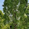 Fotografia 18 da espécie Metasequoia glyptostroboides do Jardim Botânico UTAD