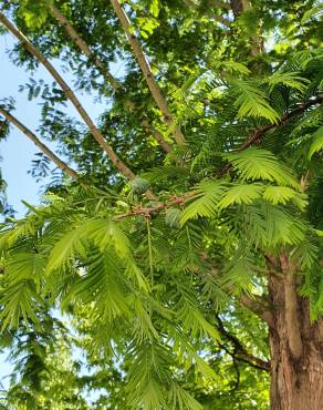 Fotografia 19 da espécie Metasequoia glyptostroboides no Jardim Botânico UTAD