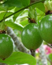 Fotografia da espécie Passiflora edulis