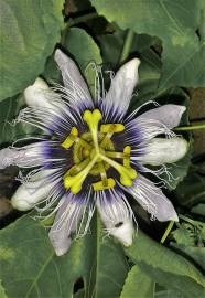 Fotografia da espécie Passiflora edulis