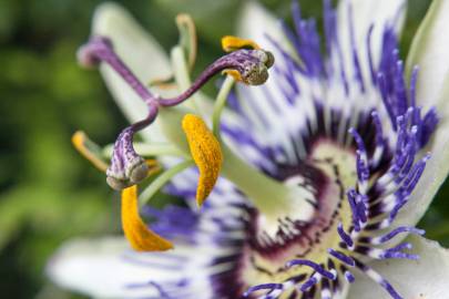 Fotografia da espécie Passiflora edulis