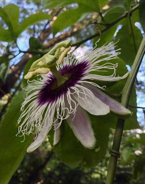 Fotografia 5 da espécie Passiflora edulis no Jardim Botânico UTAD