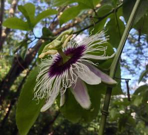Fotografia da espécie Passiflora edulis
