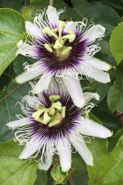 Fotografia da espécie Passiflora edulis