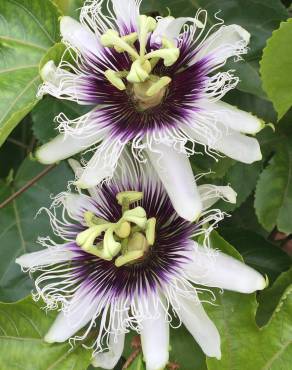 Fotografia 8 da espécie Passiflora edulis no Jardim Botânico UTAD