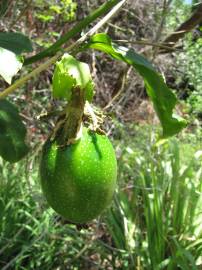 Fotografia da espécie Passiflora edulis