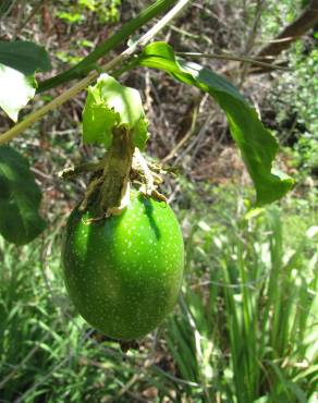 Fotografia 10 da espécie Passiflora edulis no Jardim Botânico UTAD