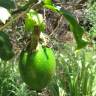 Fotografia 10 da espécie Passiflora edulis do Jardim Botânico UTAD