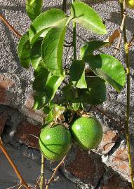 Fotografia da espécie Passiflora edulis