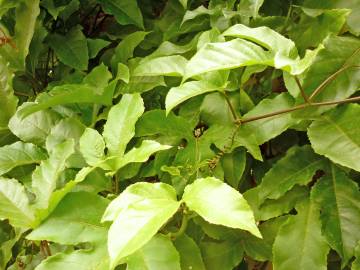 Fotografia da espécie Passiflora edulis