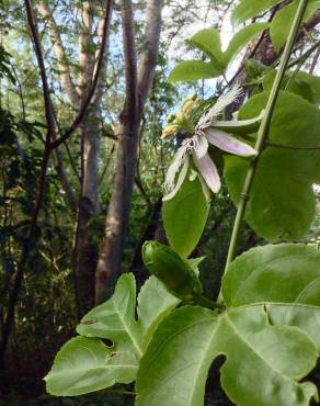 Fotografia 16 da espécie Passiflora edulis no Jardim Botânico UTAD