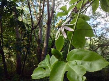 Fotografia da espécie Passiflora edulis