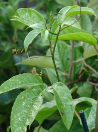 Fotografia da espécie Passiflora edulis