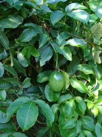 Fotografia da espécie Passiflora edulis