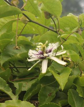 Fotografia 21 da espécie Passiflora edulis no Jardim Botânico UTAD