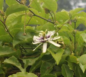 Fotografia da espécie Passiflora edulis