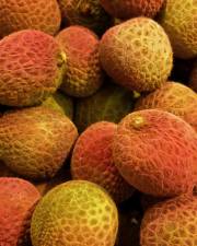 Fotografia da espécie Litchi chinensis