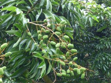 Fotografia da espécie Litchi chinensis