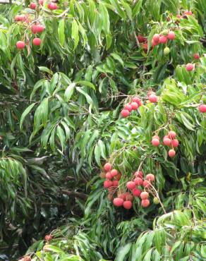 Fotografia 3 da espécie Litchi chinensis no Jardim Botânico UTAD