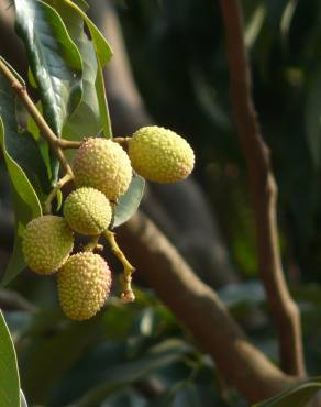 Fotografia 4 da espécie Litchi chinensis no Jardim Botânico UTAD