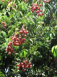 Fotografia da espécie Litchi chinensis