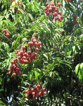 Fotografia 5 da espécie Litchi chinensis no Jardim Botânico UTAD