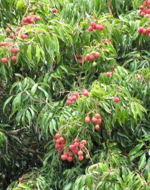 Fotografia 6 da espécie Litchi chinensis no Jardim Botânico UTAD