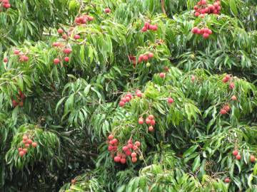 Fotografia da espécie Litchi chinensis