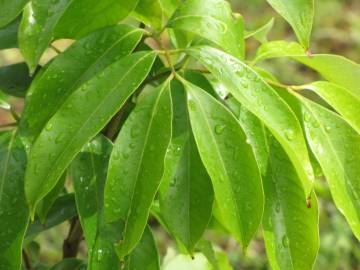 Fotografia da espécie Litchi chinensis