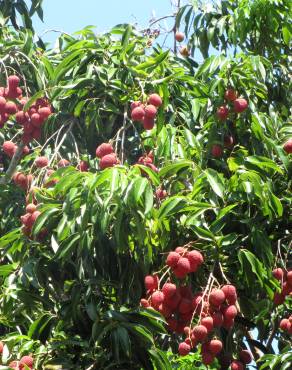 Fotografia 8 da espécie Litchi chinensis no Jardim Botânico UTAD