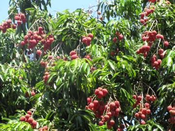 Fotografia da espécie Litchi chinensis