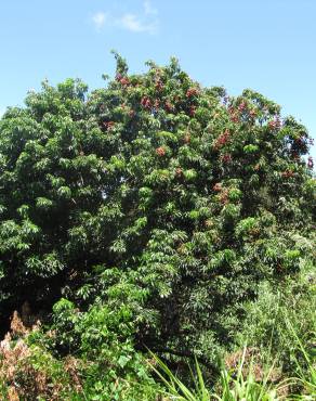 Fotografia 9 da espécie Litchi chinensis no Jardim Botânico UTAD