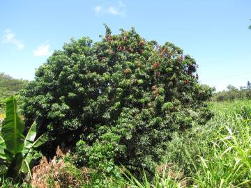 Fotografia da espécie Litchi chinensis