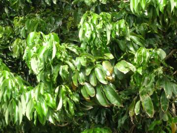 Fotografia da espécie Litchi chinensis