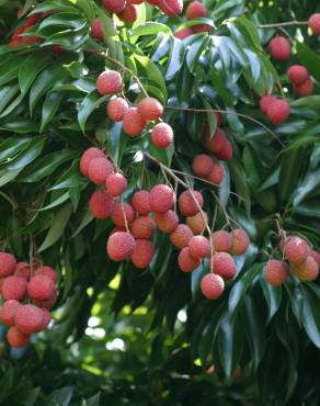 Fotografia 11 da espécie Litchi chinensis no Jardim Botânico UTAD