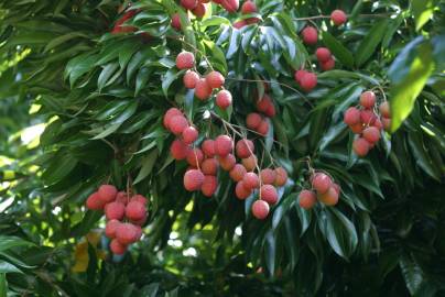 Fotografia da espécie Litchi chinensis