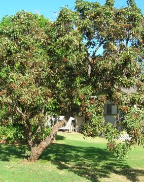 Fotografia 12 da espécie Litchi chinensis no Jardim Botânico UTAD